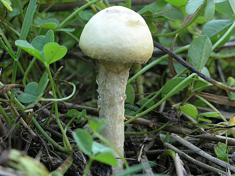 Altri ritrovamenti d''inizio primavera  (1)